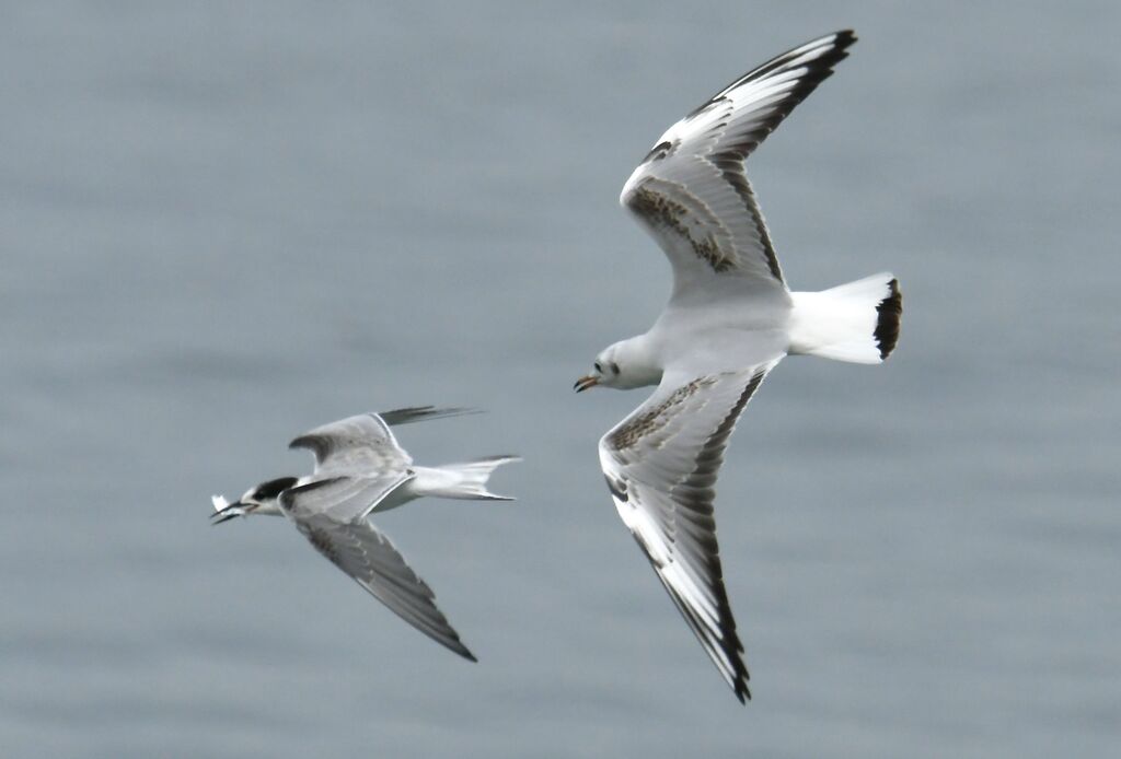 Sterne pierregarin1ère année, Vol, pêche/chasse