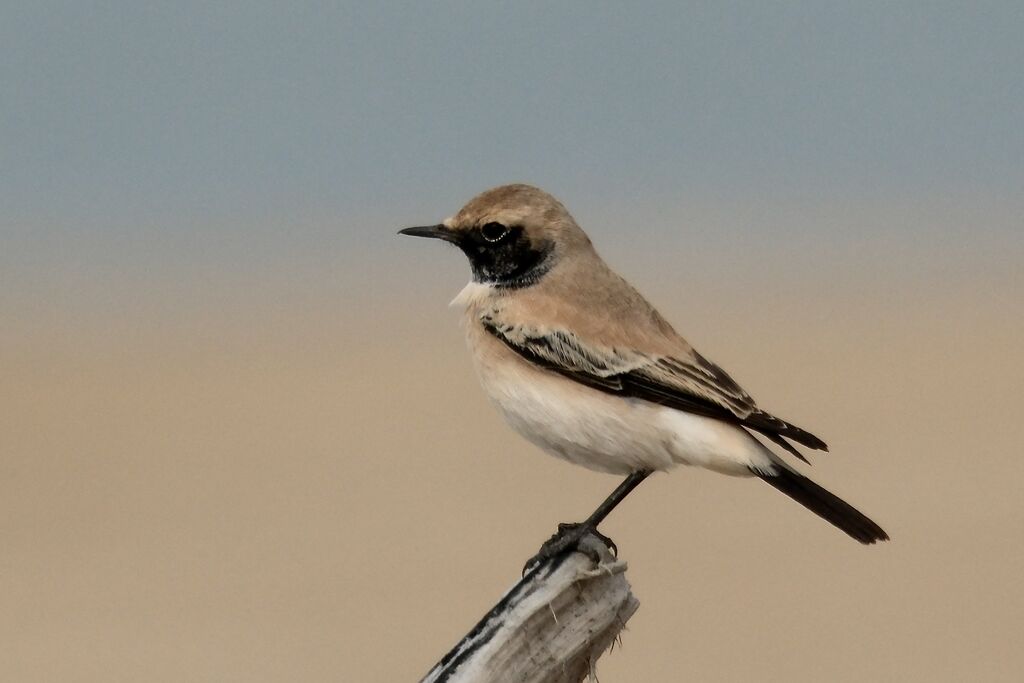 Traquet du désert mâle adulte internuptial, identification, mue