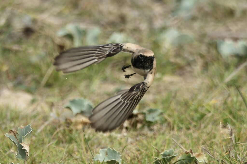 Traquet du désert mâle adulte internuptial, Vol
