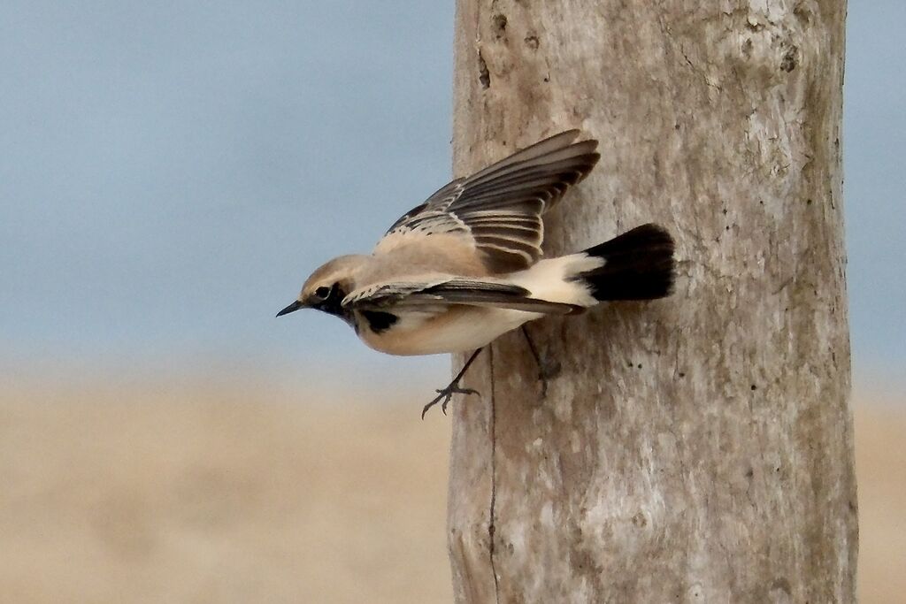Traquet du désert mâle adulte internuptial, identification