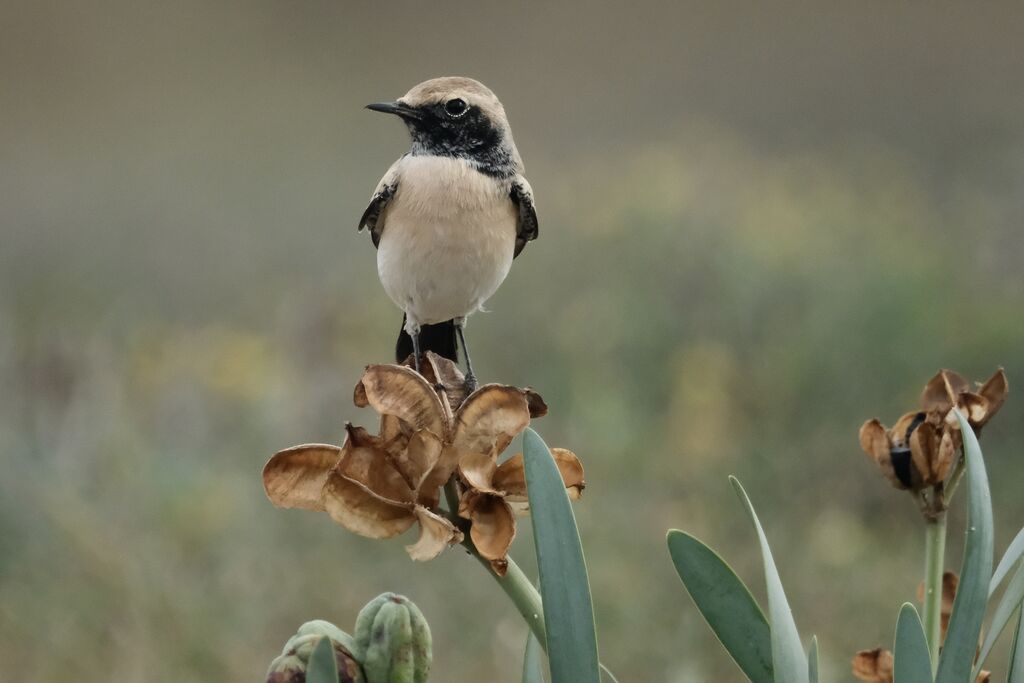Traquet du désert mâle adulte internuptial, identification