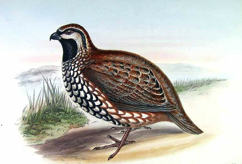 Yucatan Bobwhite