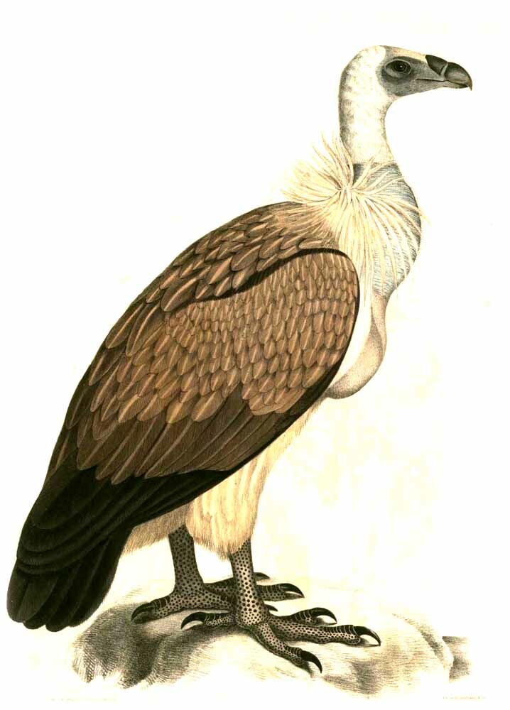 White-rumped Vulture