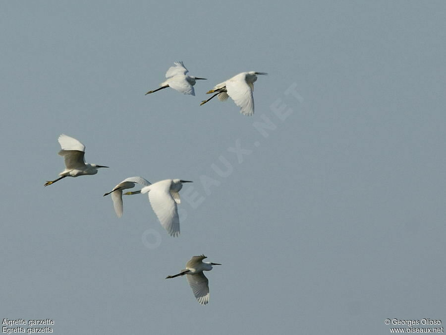 Aigrette garzette