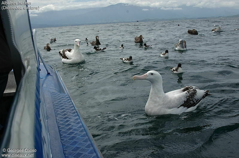 Albatros hurleur