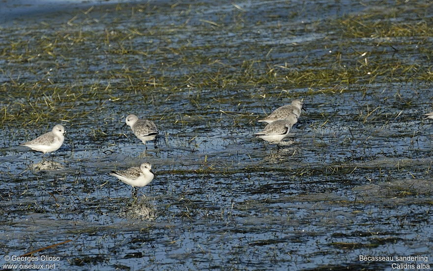Bécasseau sanderling