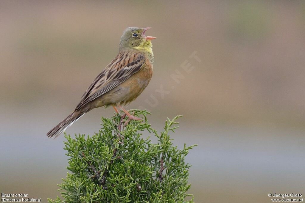 Bruant ortolan, identification, chant