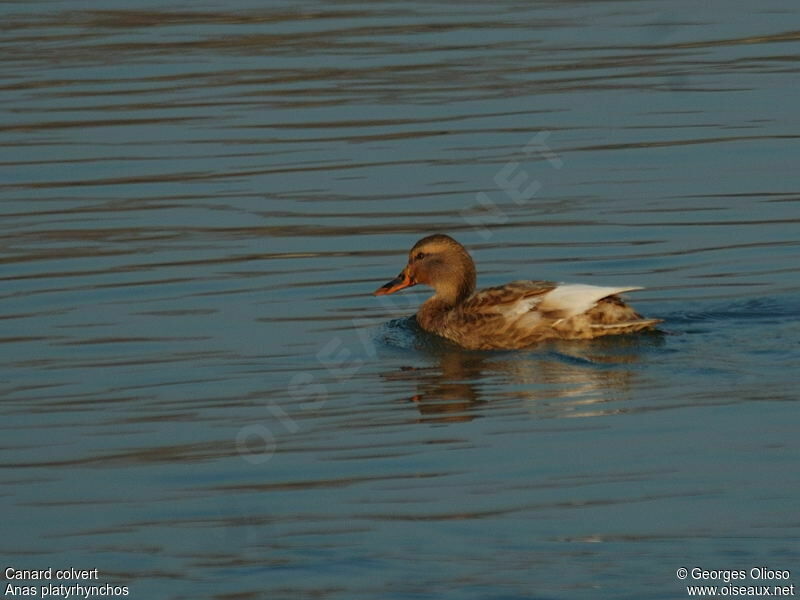 Canard colvert femelle adulte