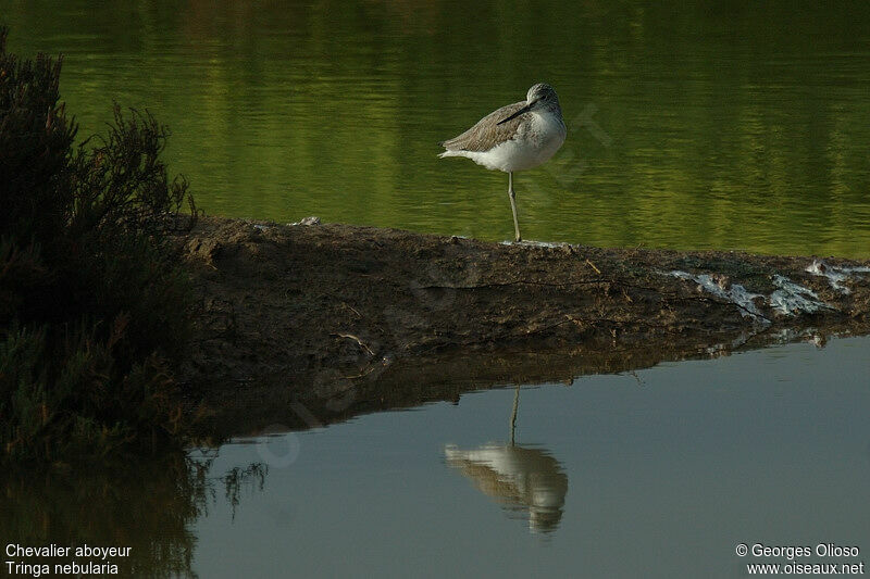 Common Greenshank