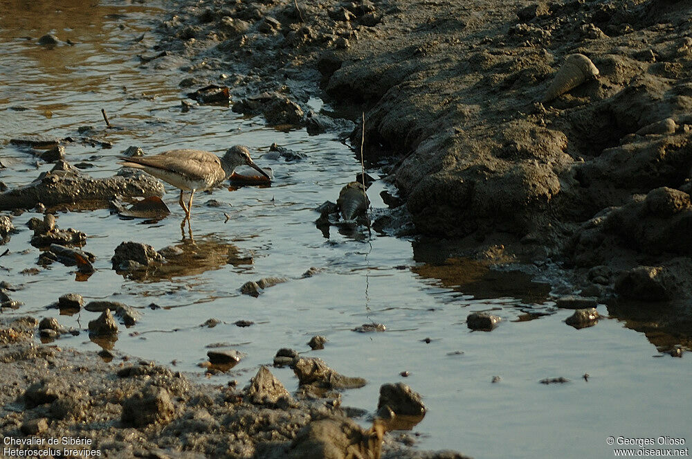 Grey-tailed Tattleradult post breeding