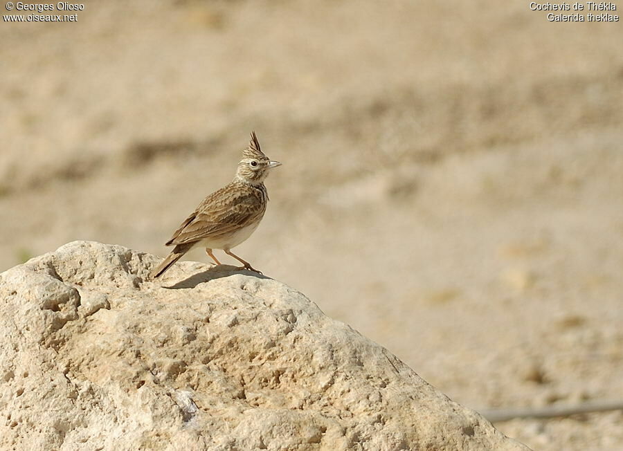 Thekla's Lark male adult breeding