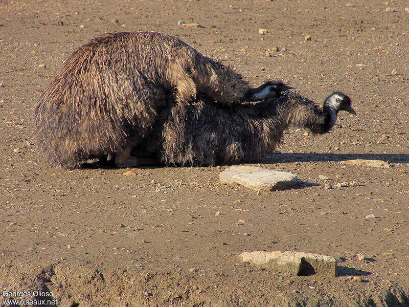 Emuadult breeding, mating.