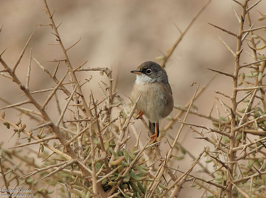 Spectacled Warbler male Second year, identification