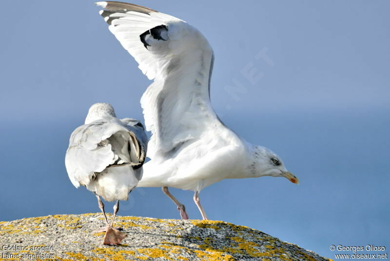European Herring Gulladult post breeding, identification, Behaviour