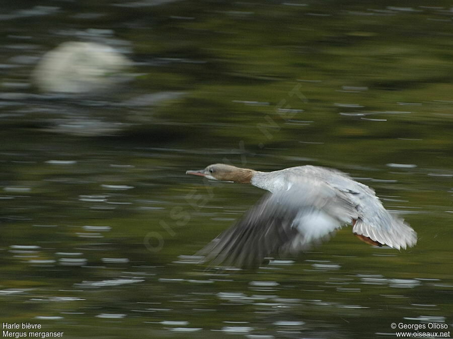 Common MerganserFirst year, Flight