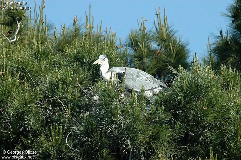 Grey Heron