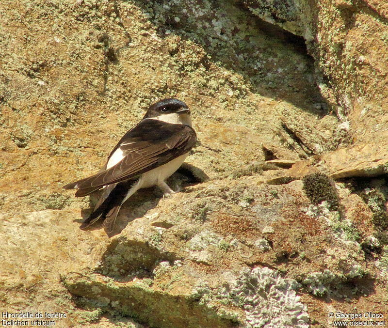 Western House Martinadult breeding, identification, Behaviour