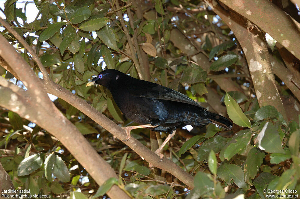 Satin Bowerbird female adult breeding