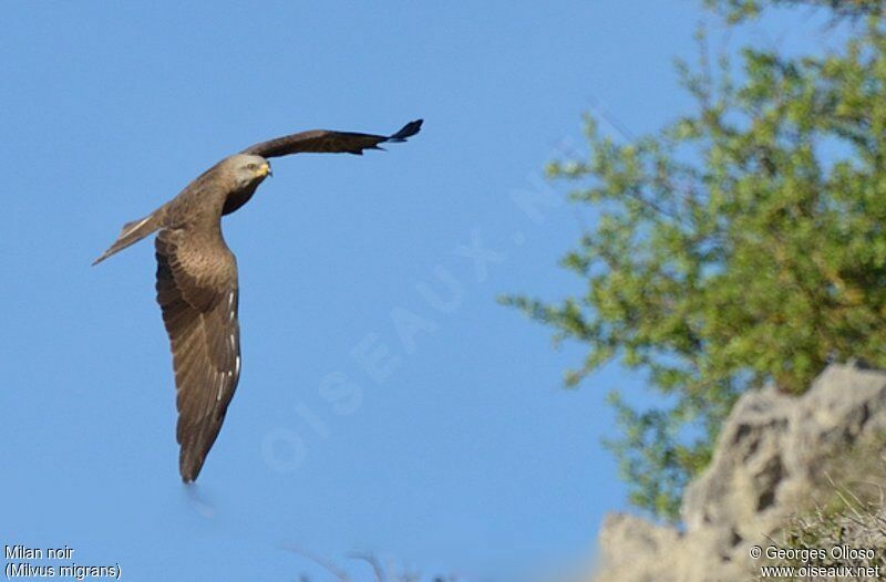Black Kiteadult, Flight