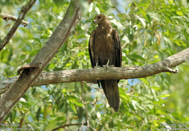 Whistling Kite