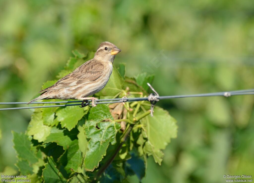 Rock Sparrowadult breeding, identification