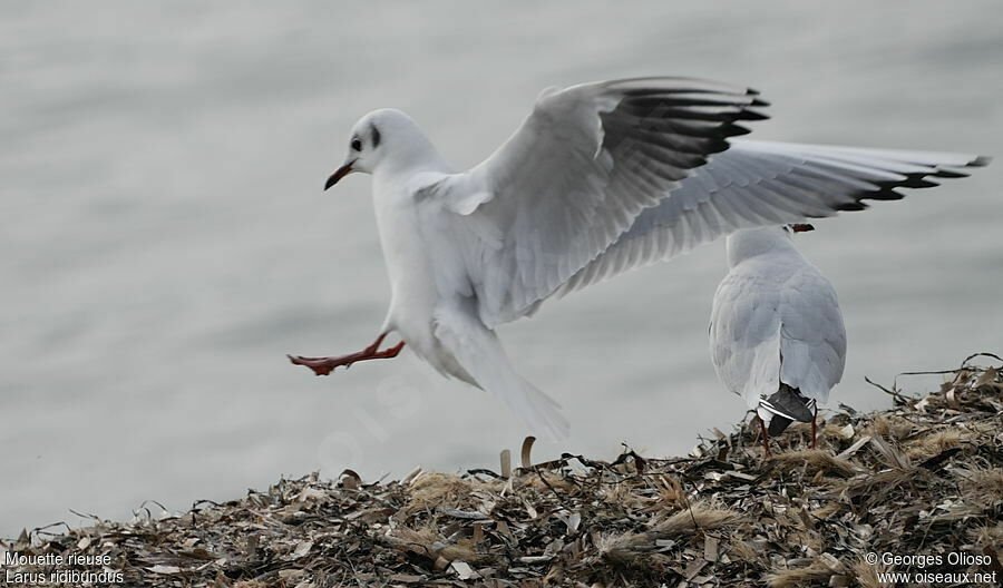 Mouette rieuseadulte internuptial, identification, Vol, Comportement