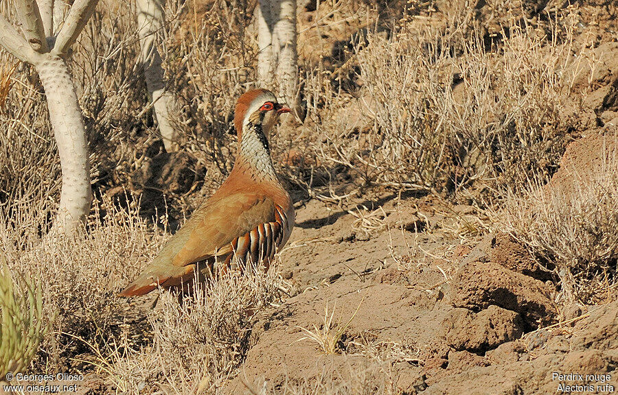 Red-legged Partridgeadult