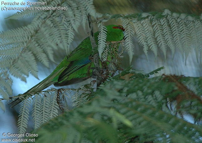 Red-crowned Parakeet