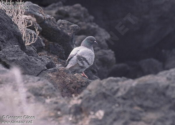 Pigeon biset
