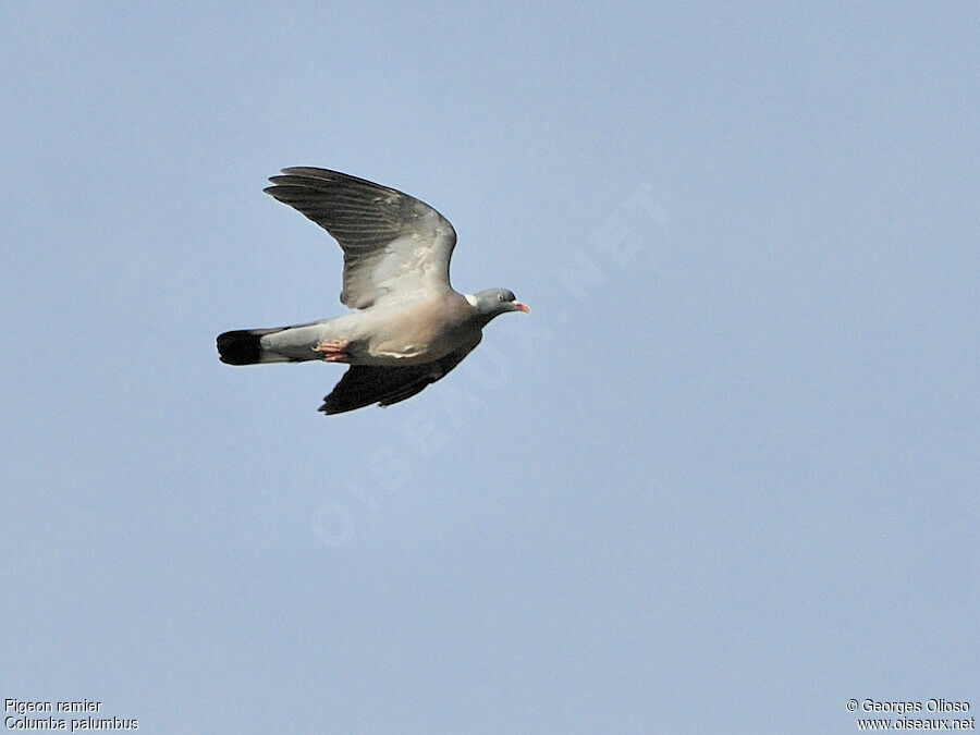 Common Wood Pigeonadult