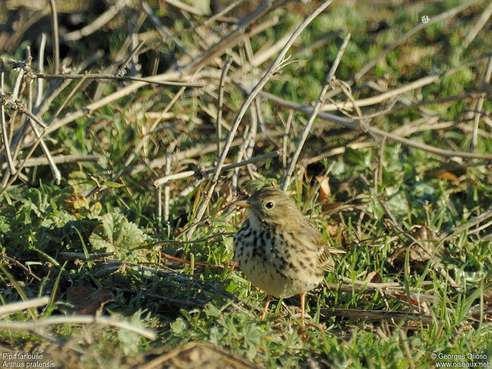 Pipit farlouse