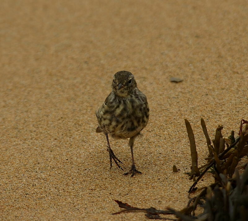 Pipit maritime
