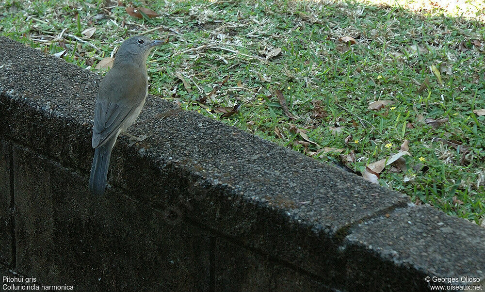 Grey Shrikethrush