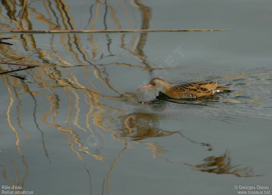 Râle d'eau, identification, Comportement