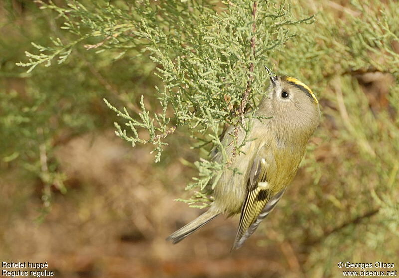 Roitelet huppé femelle, identification, Comportement