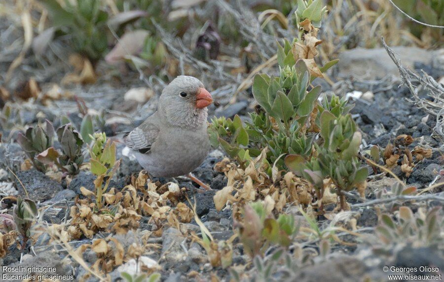 Trumpeter Finch male adult breeding, identification, feeding habits