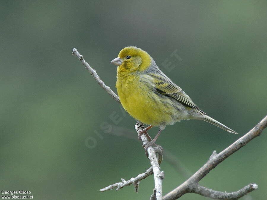 Serin des Canaries mâle adulte nuptial, identification