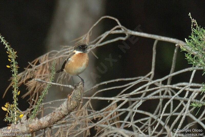 European Stonechat male adult post breeding