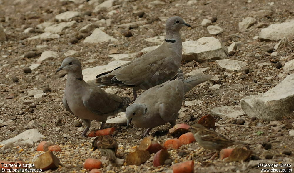 Eurasian Collared Dove