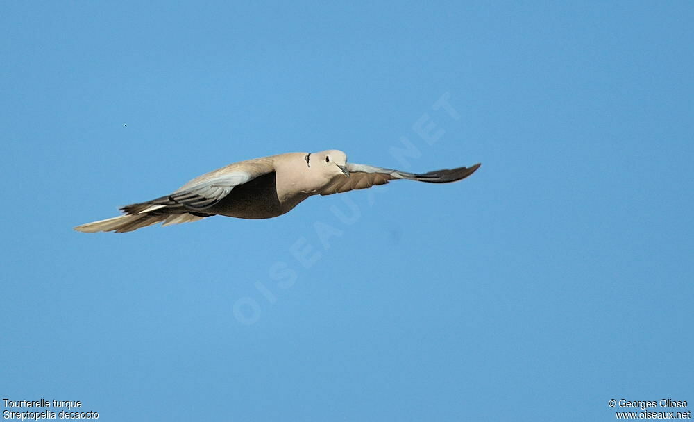 Eurasian Collared Doveadult breeding