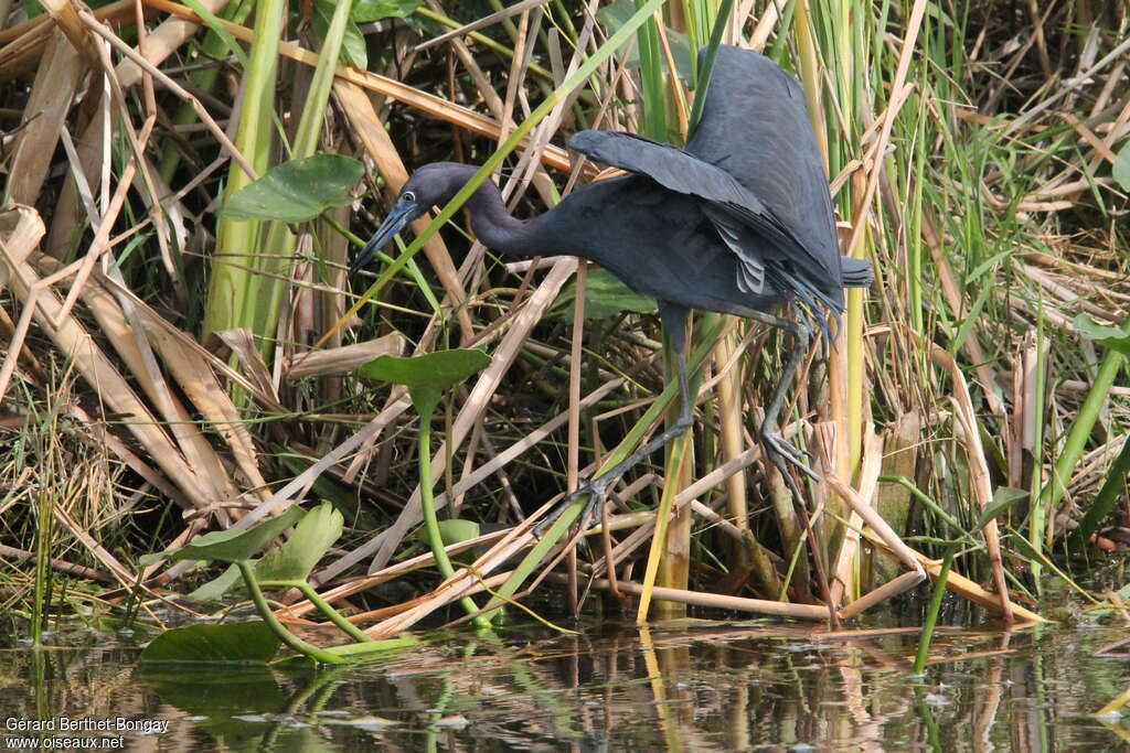 Little Blue Heronadult, habitat, walking