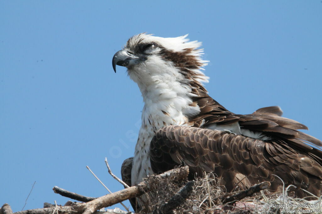 Osprey