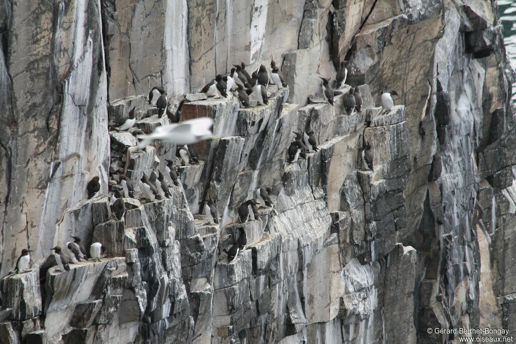 Common Murre