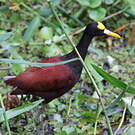Jacana du Mexique