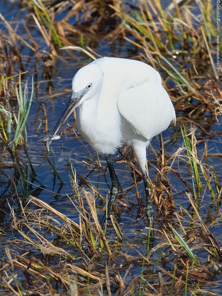 Aigrette garzette