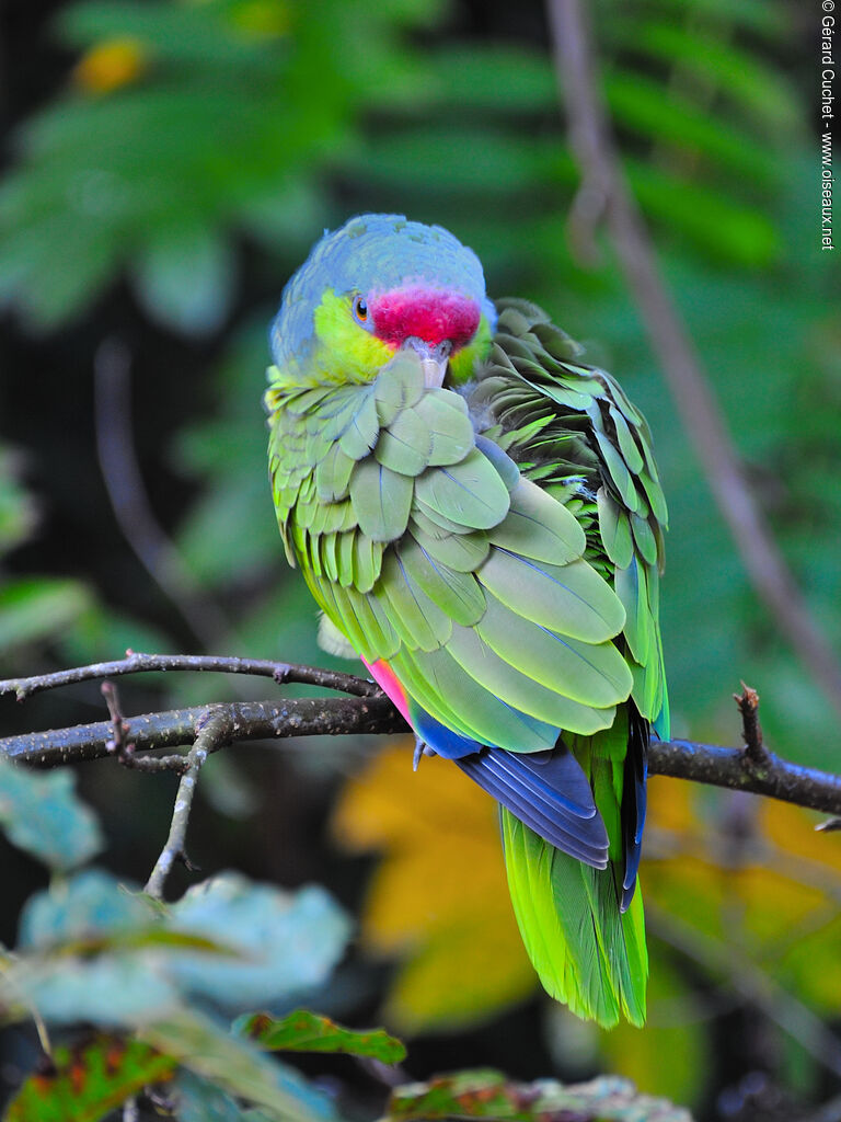 Lilac-crowned Amazon