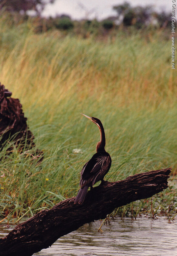 Anhinga d'Afrique