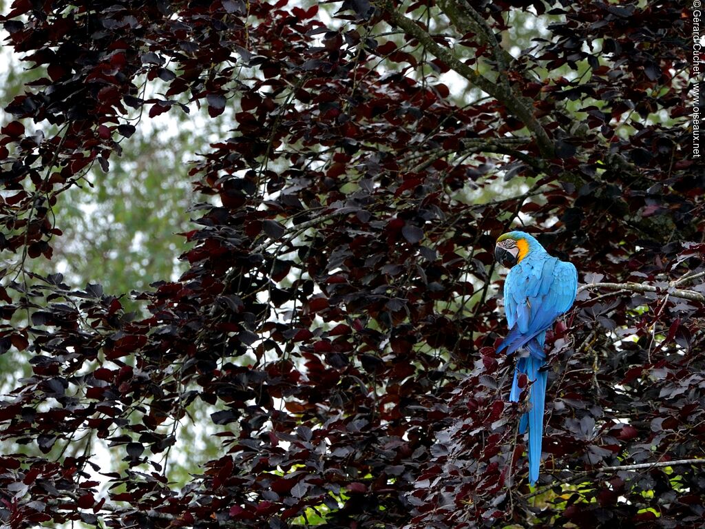 Ara bleu