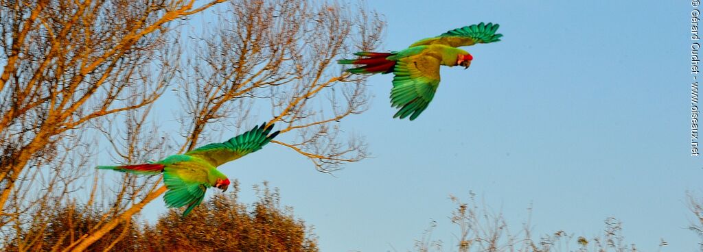 Military Macaw