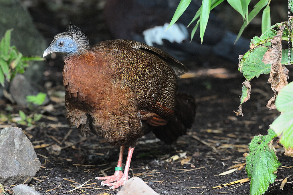 Argus géant, identification, pigmentation
